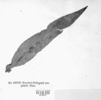 Puccinia polygoni-amphibii image
